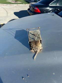 Box Gopher traps