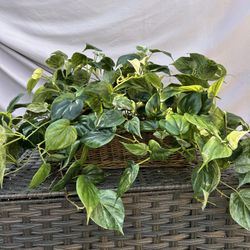 Indoor / Outdoor Artificial Plant