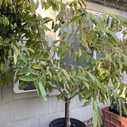 Cherimoya Plant For Sale