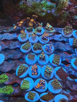 Fake Coral decoraciones