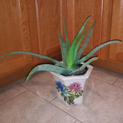 Large aloe plant