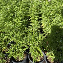 Tree chili plants already have chilies. $12 each. Firm price.