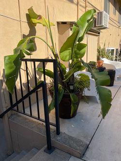 Large Bird of Paradise in Pot