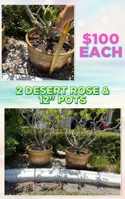 2 Desert Roses with Pots