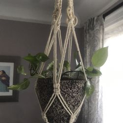 Macrame Plant Hanger with Plant