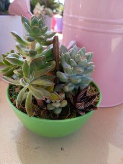 Plantita