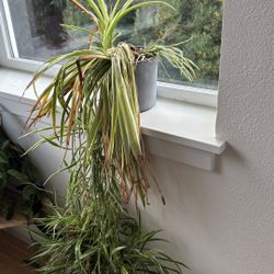 Spider Plant
