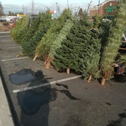 Christmas Trees For Sale Help Support The Veterans Nobels And Doug Firs 
