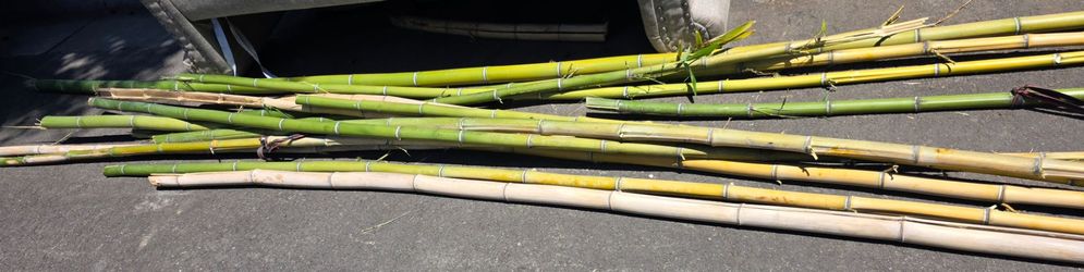 Bamboo