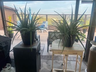 Aloe plant