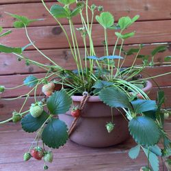 Strawberry Plant in a Basket 