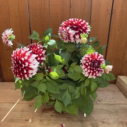 Dahlias in 2 gal pot