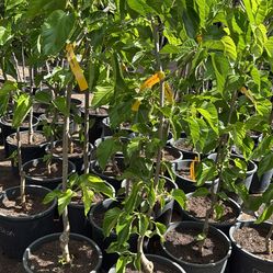 Pakistan Mulberry Tree