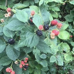 BlackBerry Plants