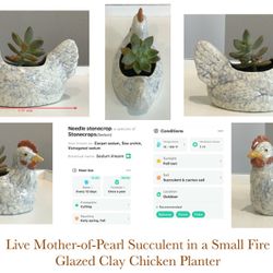 Live Mother-of-Pearl Succulent in a Small Fire Glazed Clay Chicken Planter