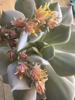 Plant & Ceramic Pot