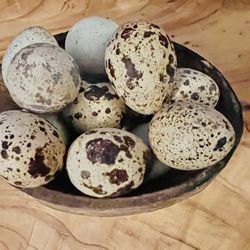 Quail Eggs (for Eating) 