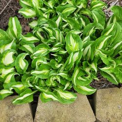 THE HOSTAS ARE HERE