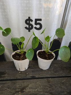 Chinese Money Plants