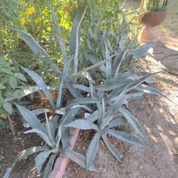 Agaves De Todos Tamaños