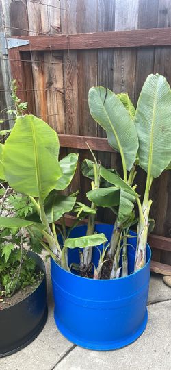 Banana plant