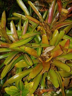 Bromeliad cuttings