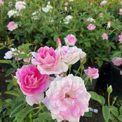 Pink Iceberg Roses 5gl. $12 each.