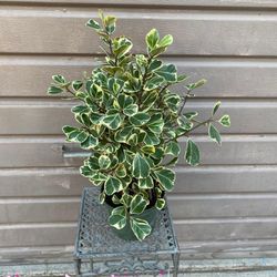 6” Variegated Ficus Triangularis