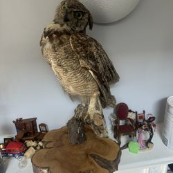 OWL 🦉 