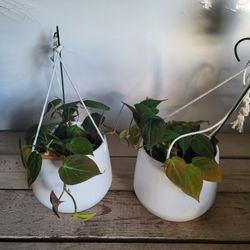 Philodendron Micans Plant 6" Ceramic Pot $12 Each