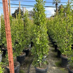 Ficus Nitida Privacy Hedge