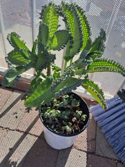 Kalanchoe MOTHER OF A THOUSAND babies