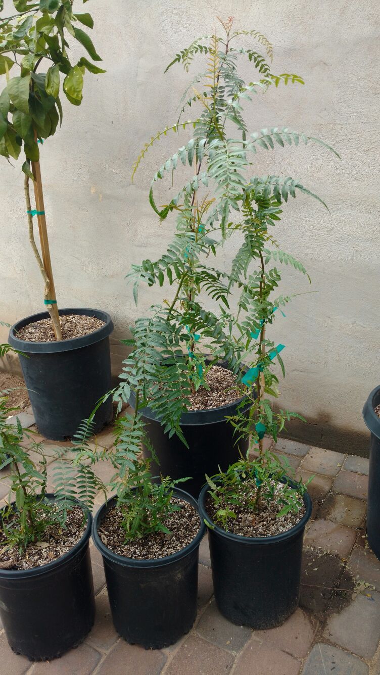 Arbol de pirul