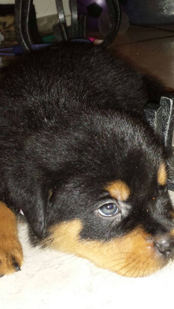 Female's german rottweiler puppies
