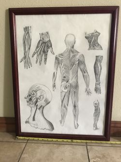 Signed Original Human Anatomy Drawing/Artwork 26.5 x 20