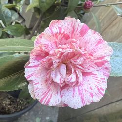 Camelia plant flower