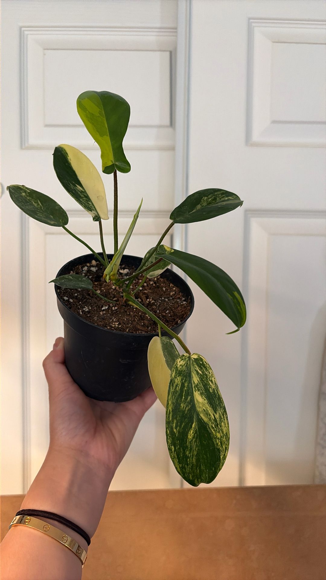 Variegated Philodendron Florida Beauty