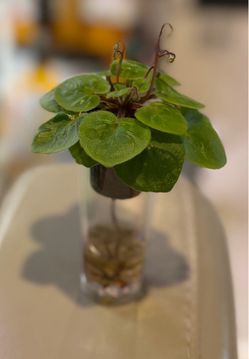 Semi-Mini African Violet with Flower Buds