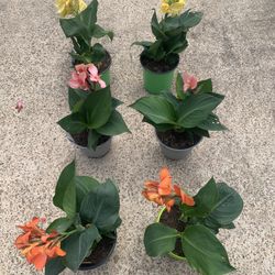 Canna Plants 