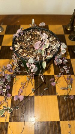 Variegated Strings Of Heart