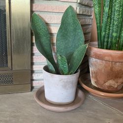 Shark Fin Snake Plant