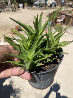 Climbing Aloe