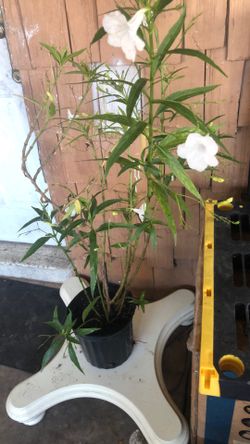 Plant  $5