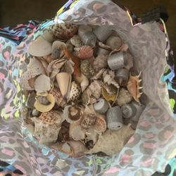 Seashells And Fushnets