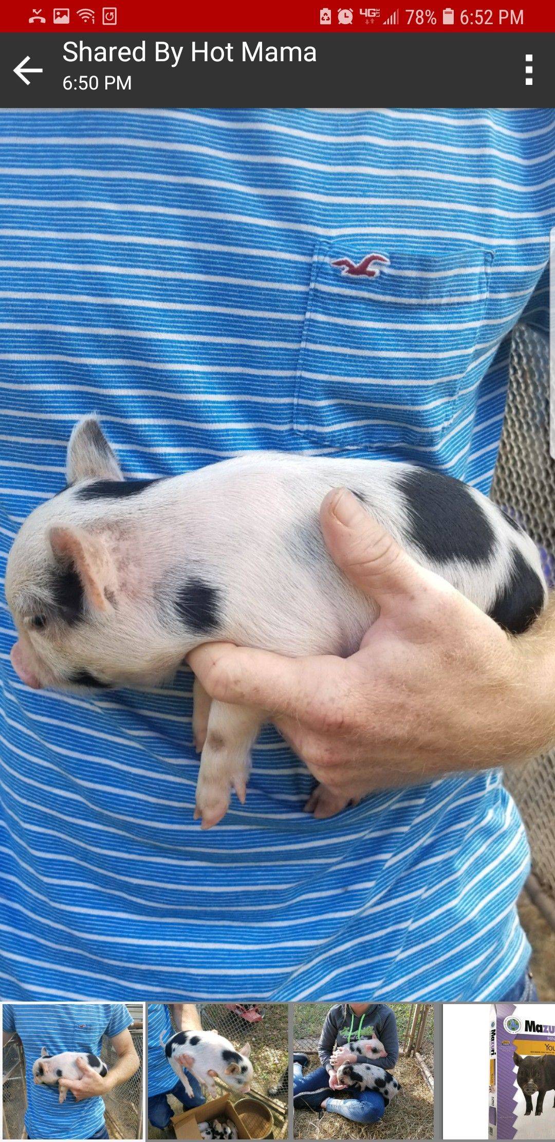 Baby MINI pigs