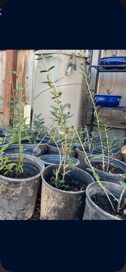 Olive tree 1 ft tall $10 each