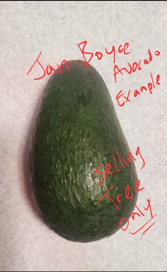 Jan Boyce Avocado Tree