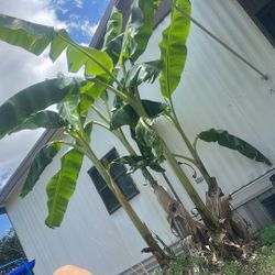 Banana Plants