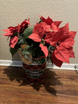 Fake Poinsettia 