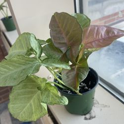 Pink Syngonium Plant 🪴 